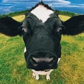 Biocultural Restaurante Vegetariano