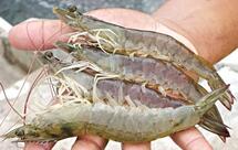 Gui Camarões Parnamirim RN