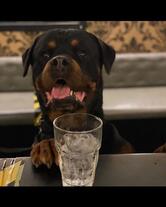 Milvio - Cocktail Bar Rome