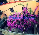 Pansion Ivanka Mali Lošinj