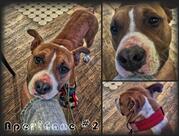 Snack Bar Er Piu' di Alfani Generoso