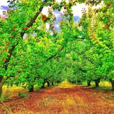 La Table Des Poètes