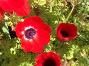 taverne de pontverre