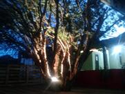 Restaurante Casa do Peixe Bonifácio