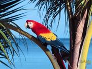 Sigols Bar Indaial SC