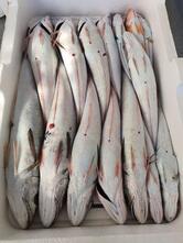 Pescheria Amore di Mare