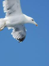 Bottega DEL Galletto