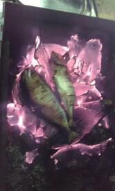 Woods Inn Restaurant