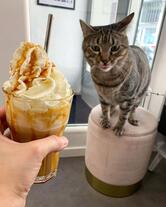 Meow Cats Café