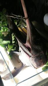 Ristorante Al Galeone