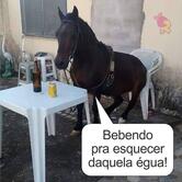 Skina do Chopp Barrinha SP