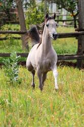 Panificio & Biscottificio Baroni