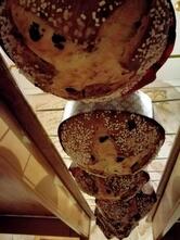 Agriturismo La Vigna