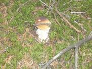 Dal Fungiat