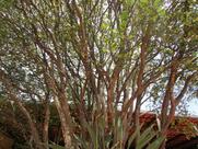 Restaurante Q. Queu Kero