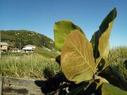 Bar E Restaurante Caputera