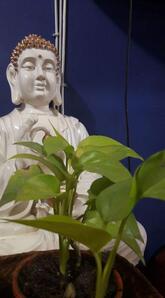 Golden Crown Restaurant naharlagun