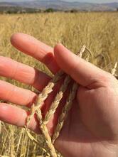 Pasticceria delle Rose