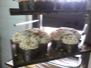 Caffe' Pasticceria Mignon