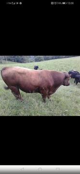 L'Angusteria Brasserie