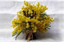 IQOS PARTNER - Bar Parioli, Vallefoglia