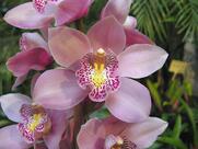 Ristorante Pizzeria L'Orchidea