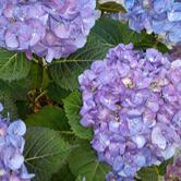 Ristorante Osteria Il Fortino