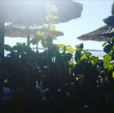 Beach Bar Baza