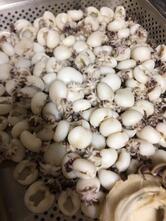 Il Gallo, du Coq Ristorante Pizzeria