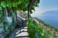 Buvette des vignes