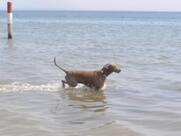 Spiaggia Airone Pizzeria Ristorante