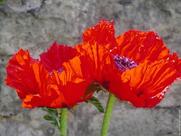 Bar associatif de sens