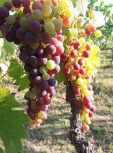 Agriturismo Riva Alta