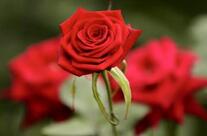 Restaurant Cafè Tea Lounge Sabina