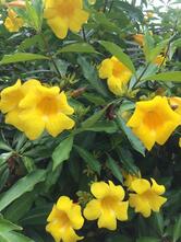 Restaurante Mauricião