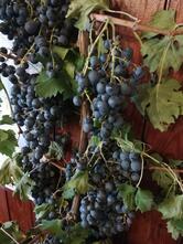 Osteria Riva Piazzutta