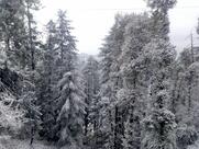 Kapoor Vaishno Bhojnalya Mashobra.