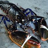 La Cour de l’Abbaye par Vincent Favre Félix