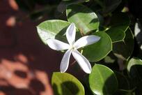 Chez Mimi La Brochette - Agadir