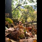 Locanda Colle Di Sogno