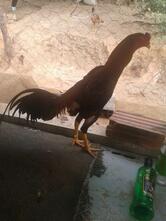 Pizzaria Mais Brasil