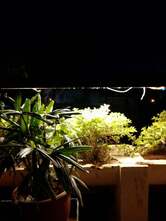 Hotel Udayanraje Palace