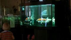 La cité des saveurs orientales