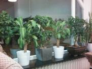 Restaurant Chen Mamer