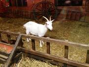 Tenuta del Vecchio Mulino