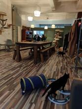 Pebbles Kitty Cat Café