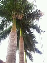 Forféia Bar e Restaurante