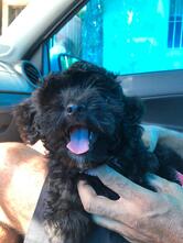 Johnny's Pizzaria e Restaurante