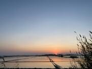 Salicornia Food & Drink