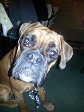 Podlesnik Mojca S.P gostinske storitve